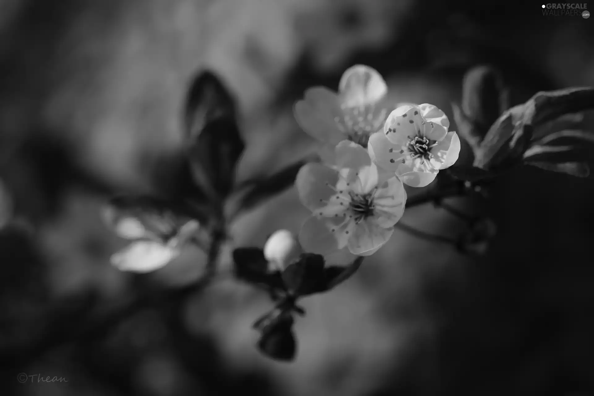 White, trees, fruit, Flowers