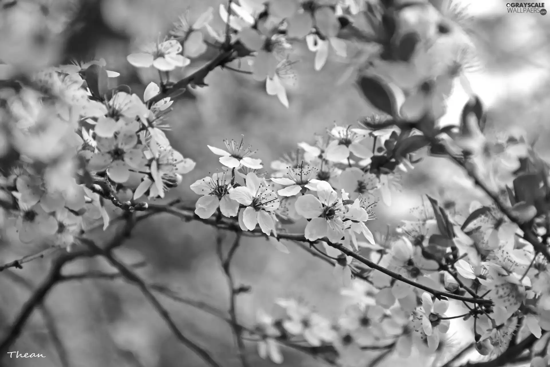 White, trees, fruit, Flowers