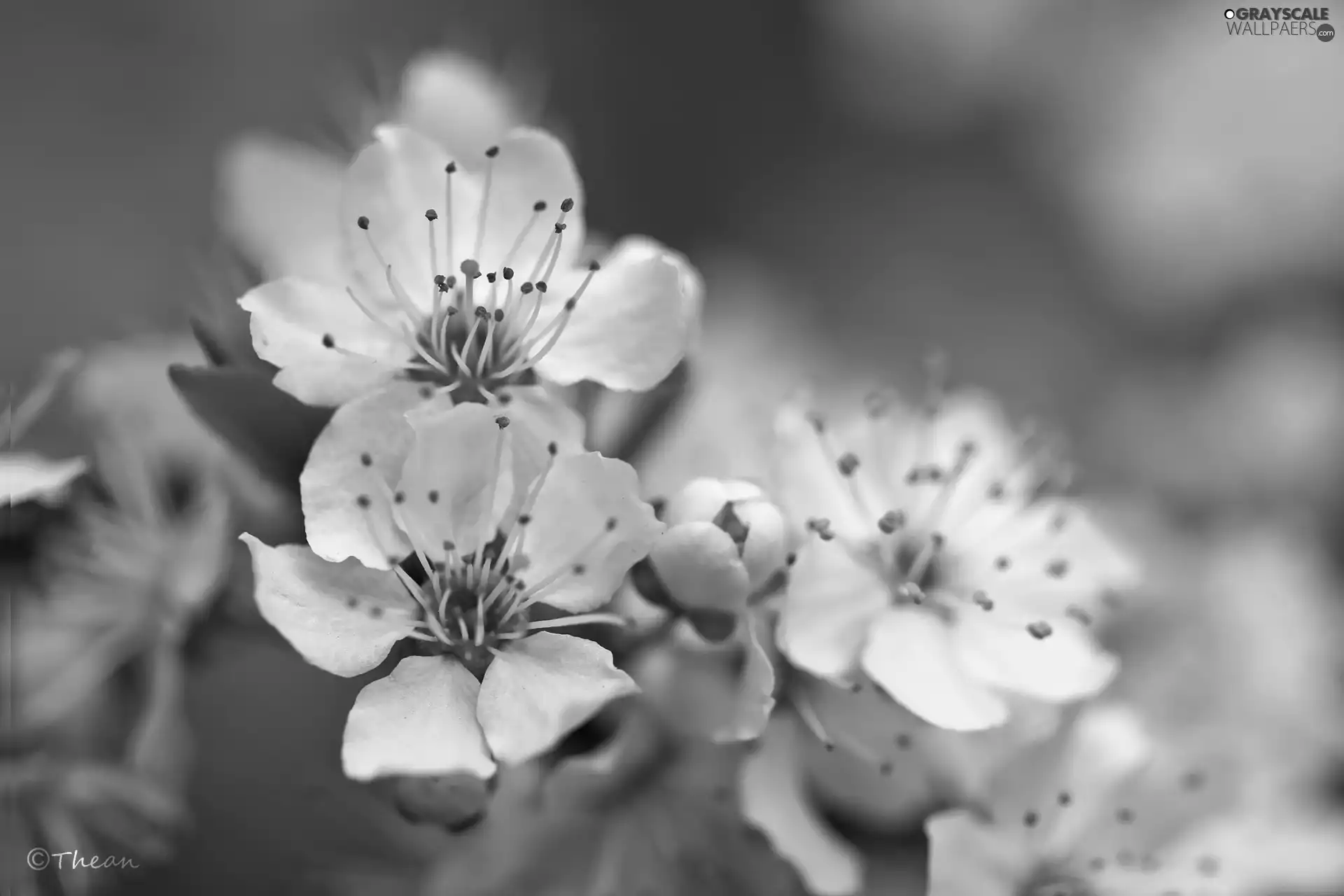 White, trees, fruit, Flowers