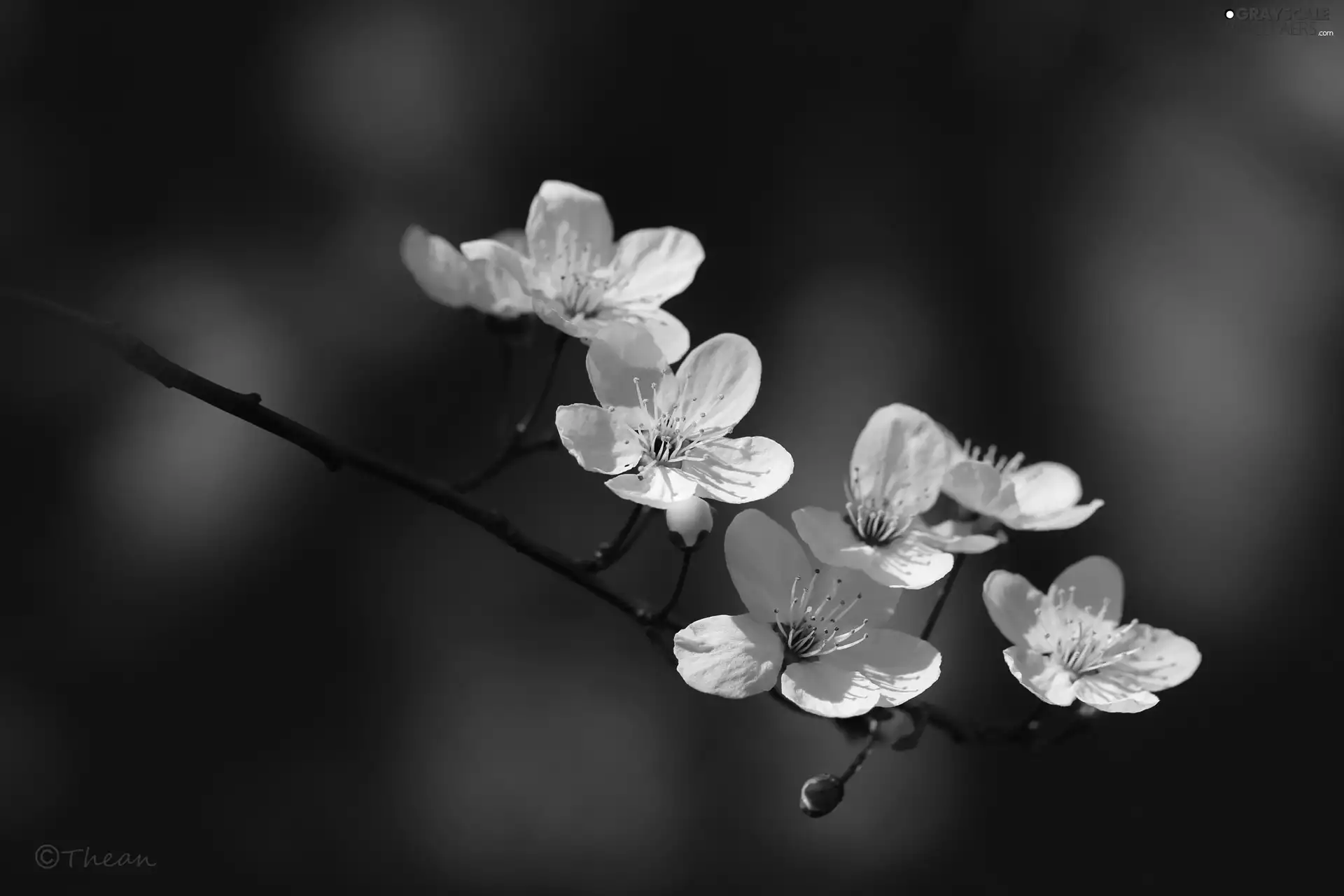 White, trees, fruit, Flowers