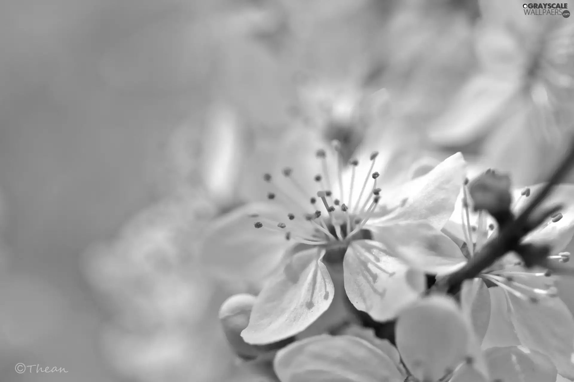 White, trees, fruit, Flowers