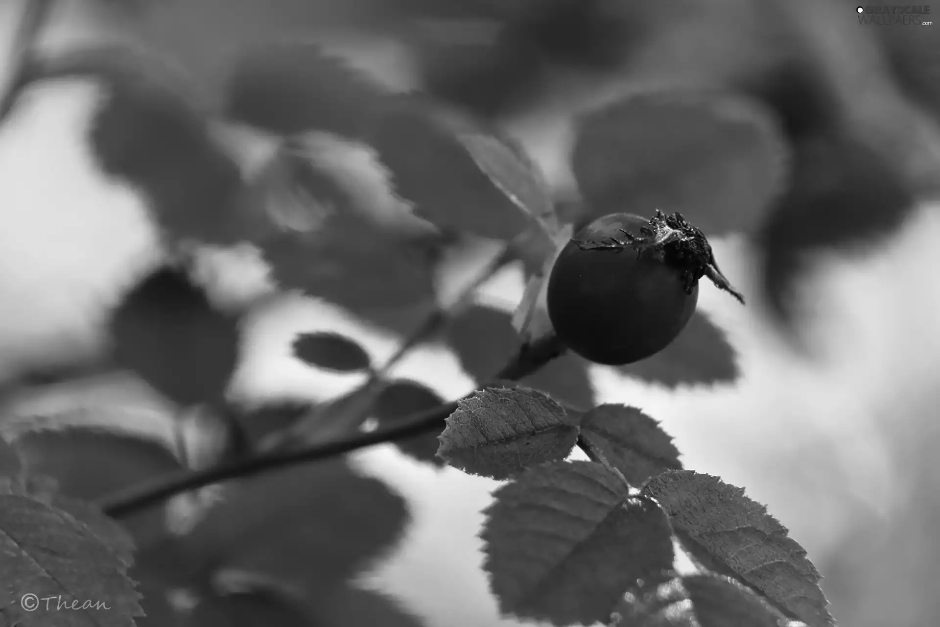 Wild, Red, fruit, rose