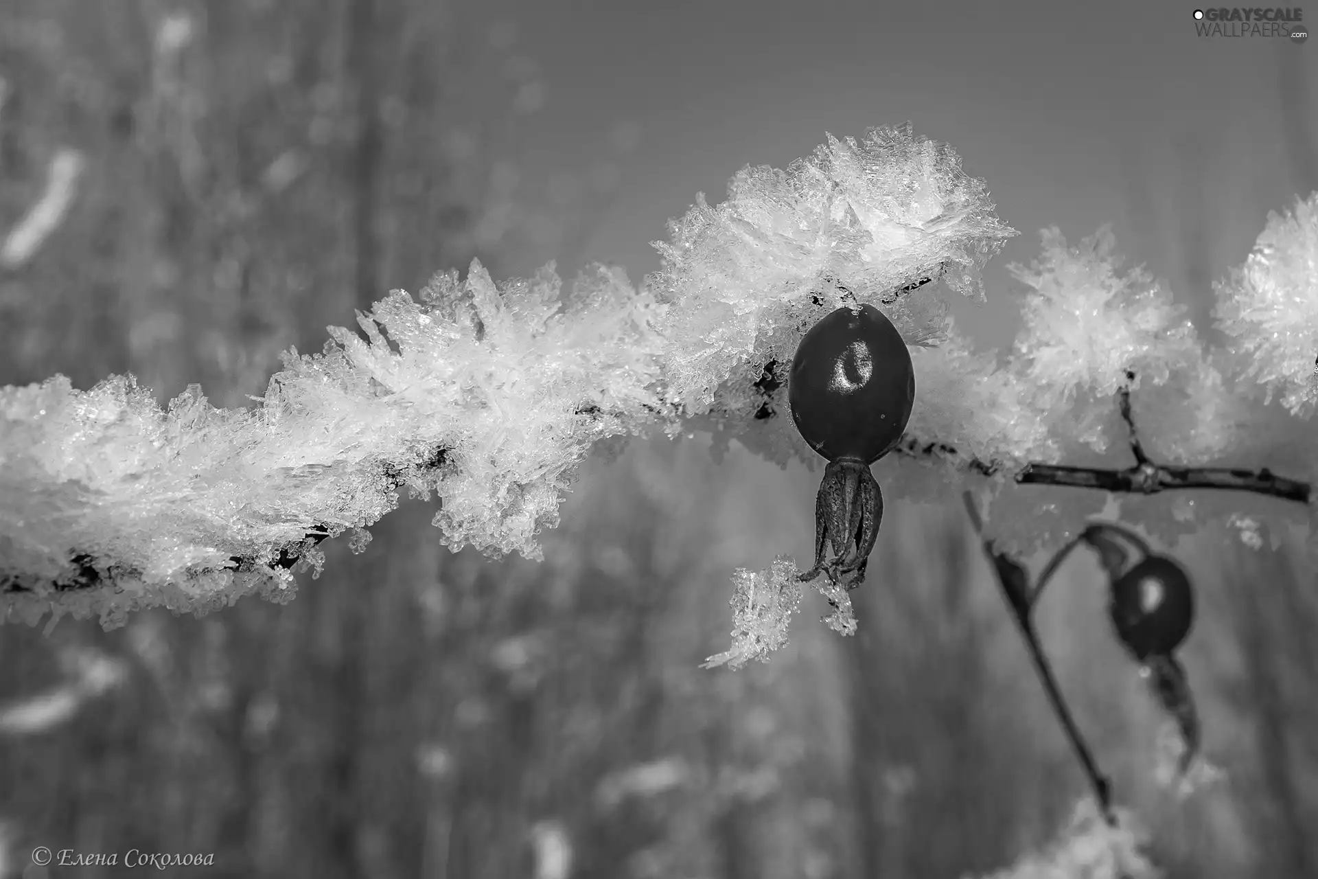 Briar, snow, twig, Fruits