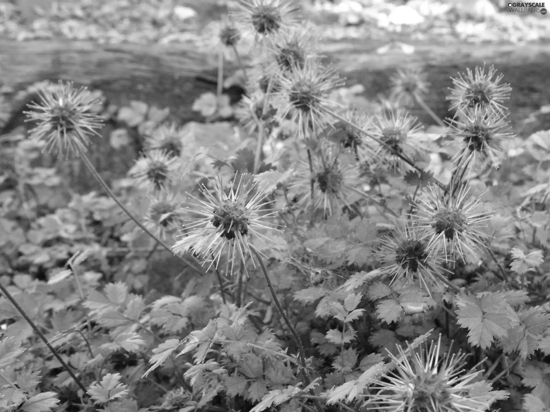 Aceny Buchanana, spiky, Fruits