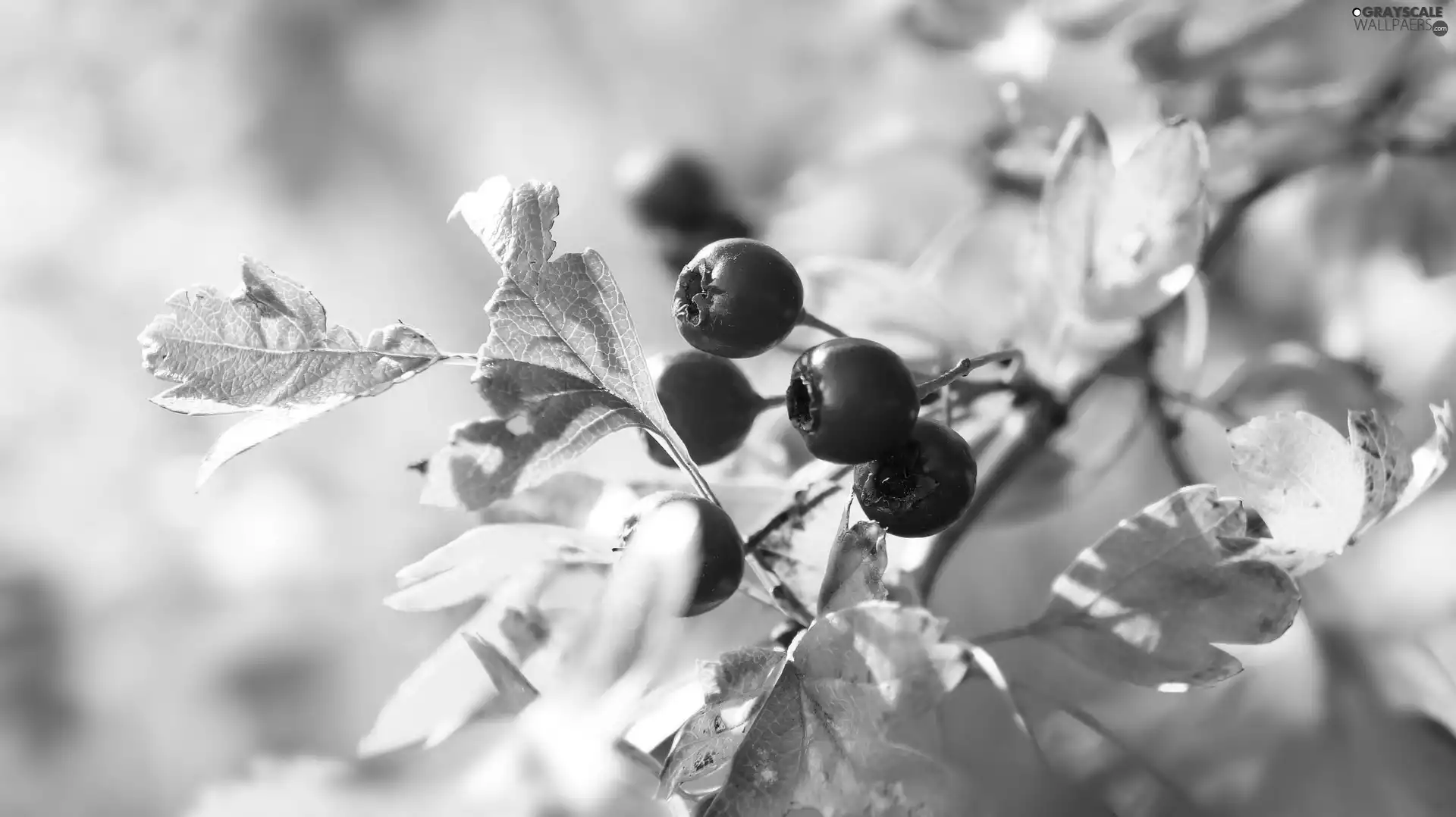 Fruits, haw, Leaf, Red, twig