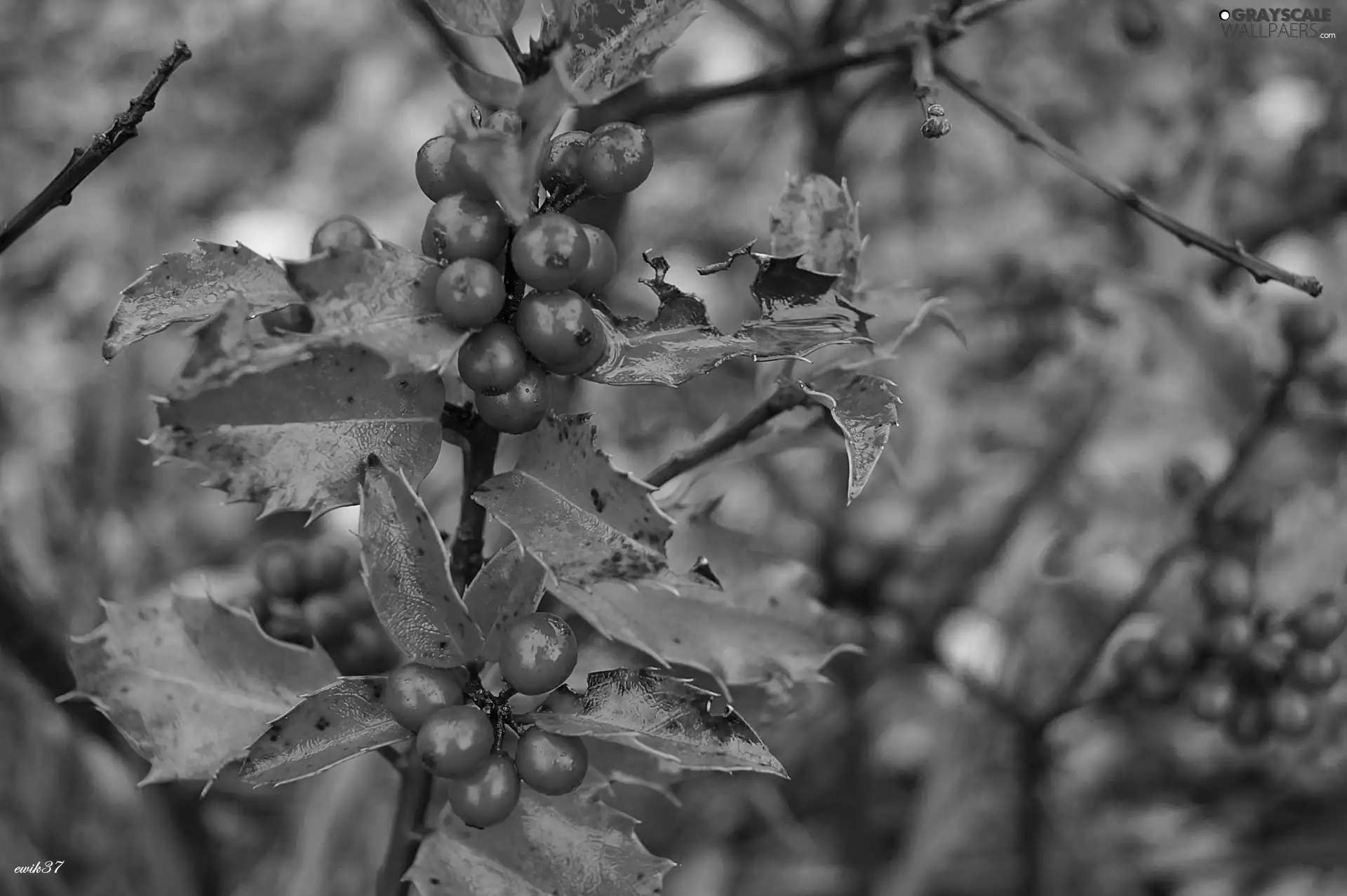 holly, Fruits