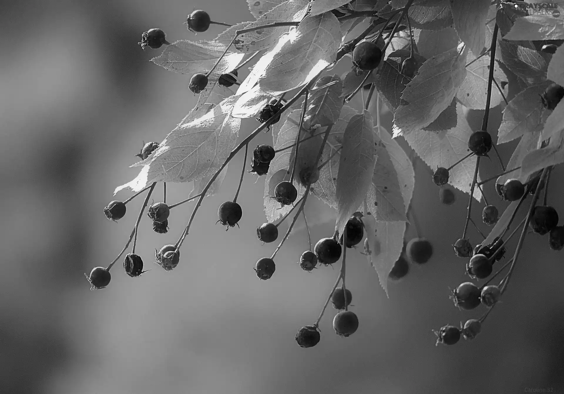 Fruits, twig, Leaf