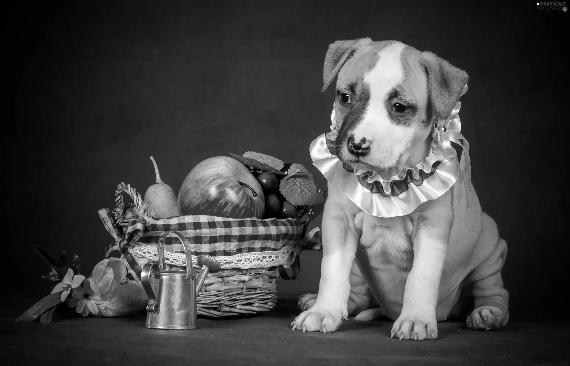 Fruits, dog, Puppy