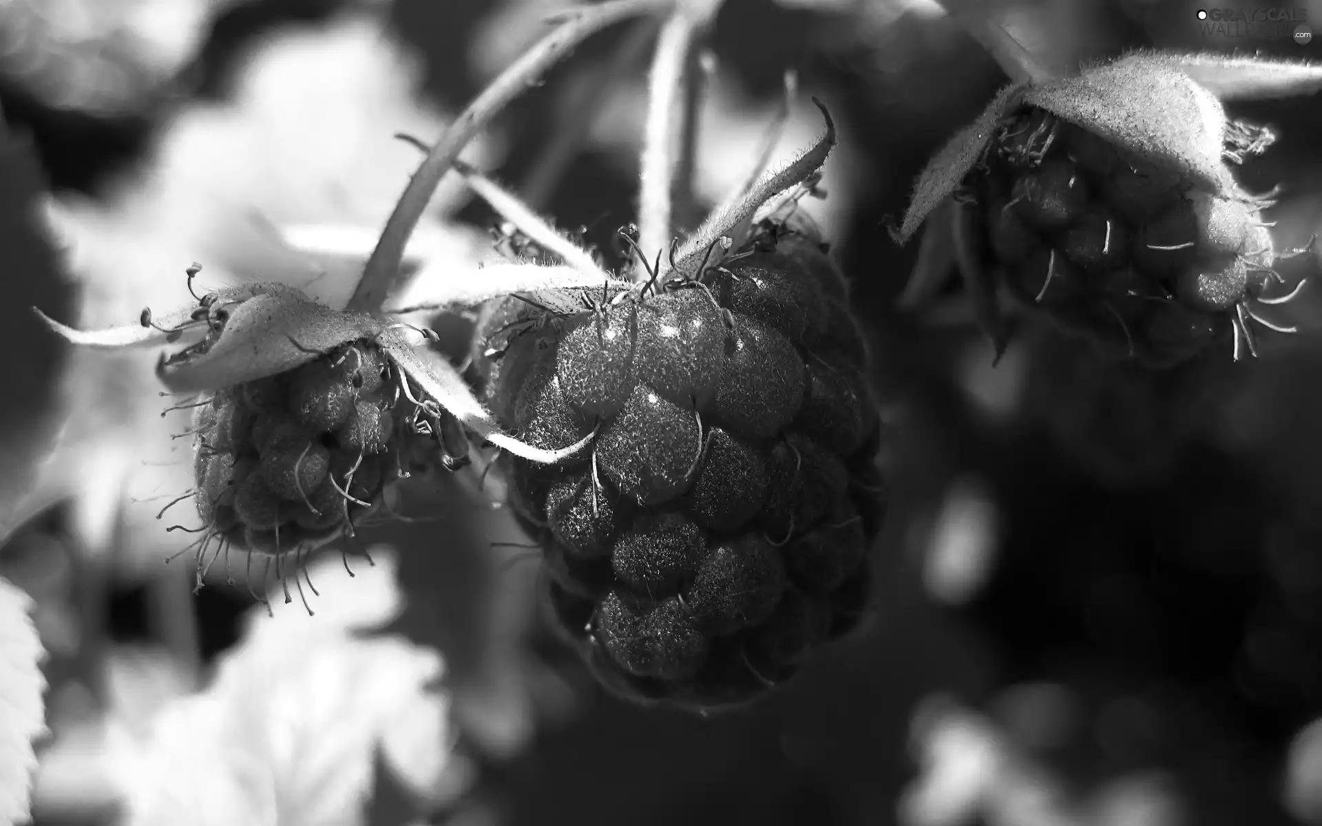 Fruits, Mature, raspberry