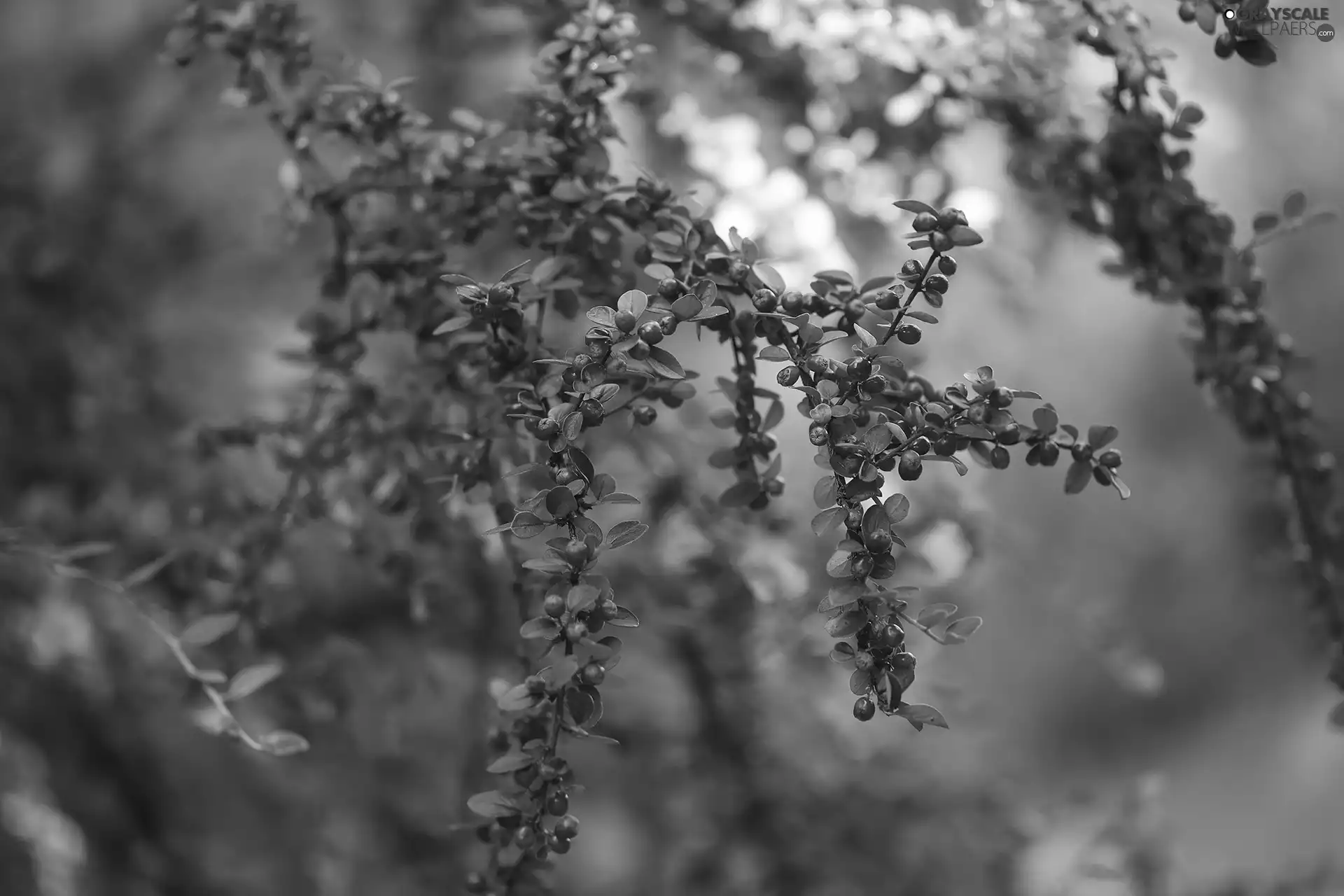 Bush, cotoneaster, Fruits, Twigs, Red