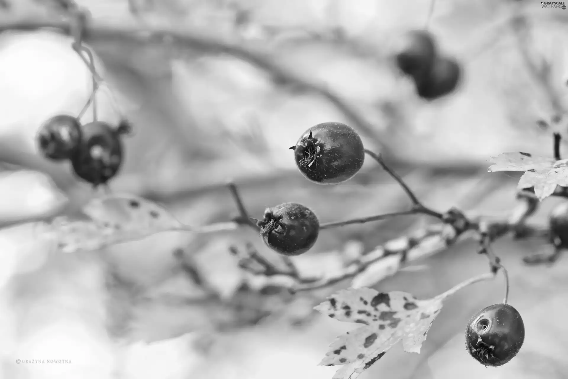 Fruits, haw, Red