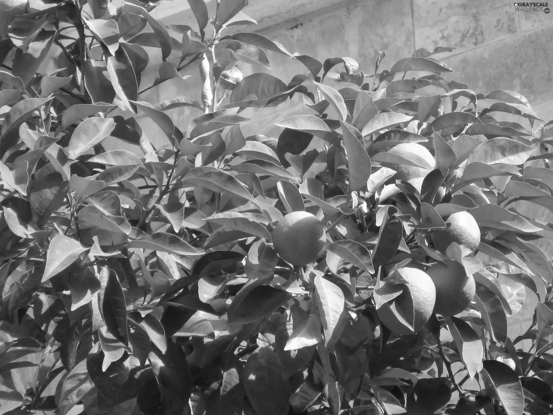 Fruits, mandarin, sapling