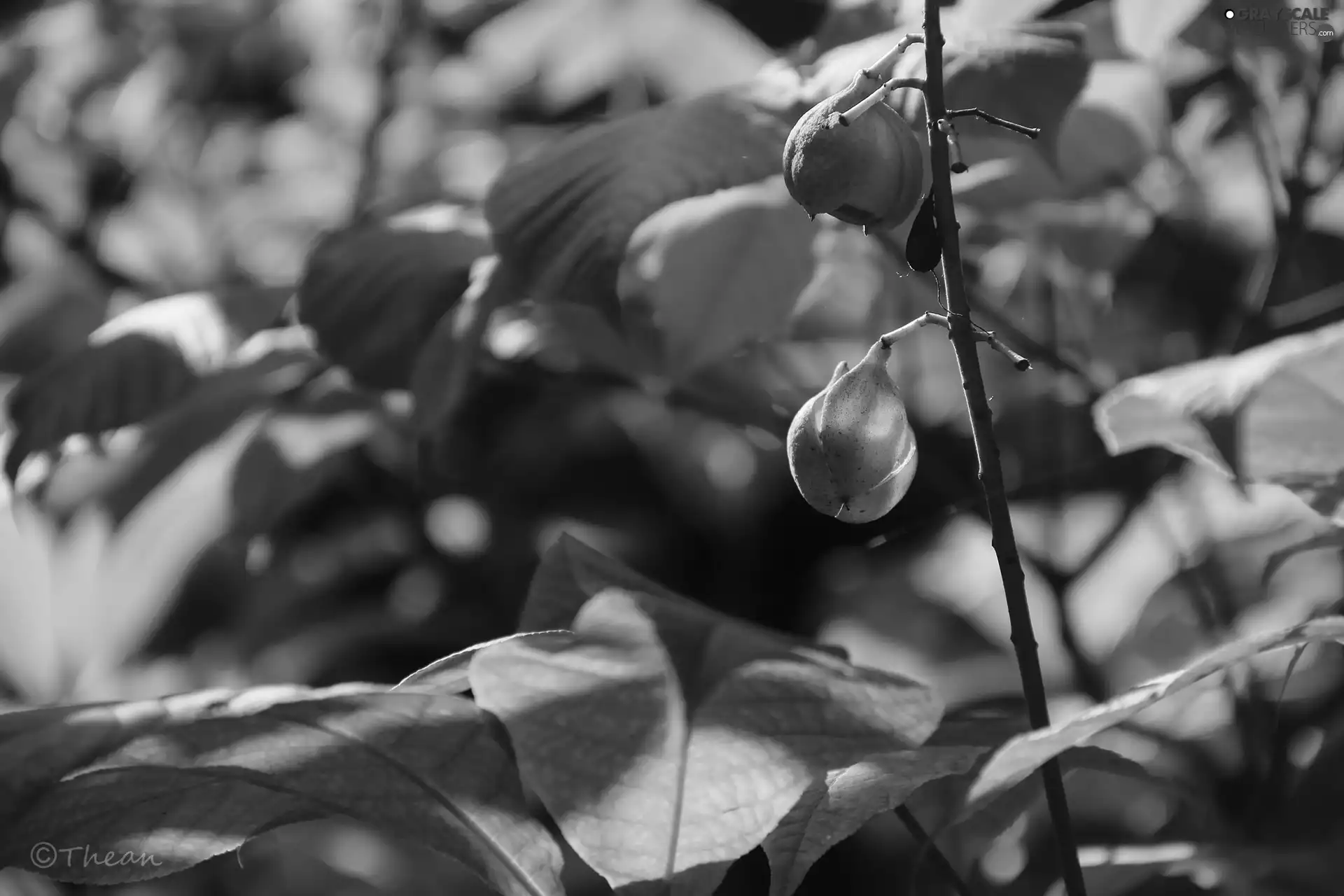 Fruits, plant, stalk