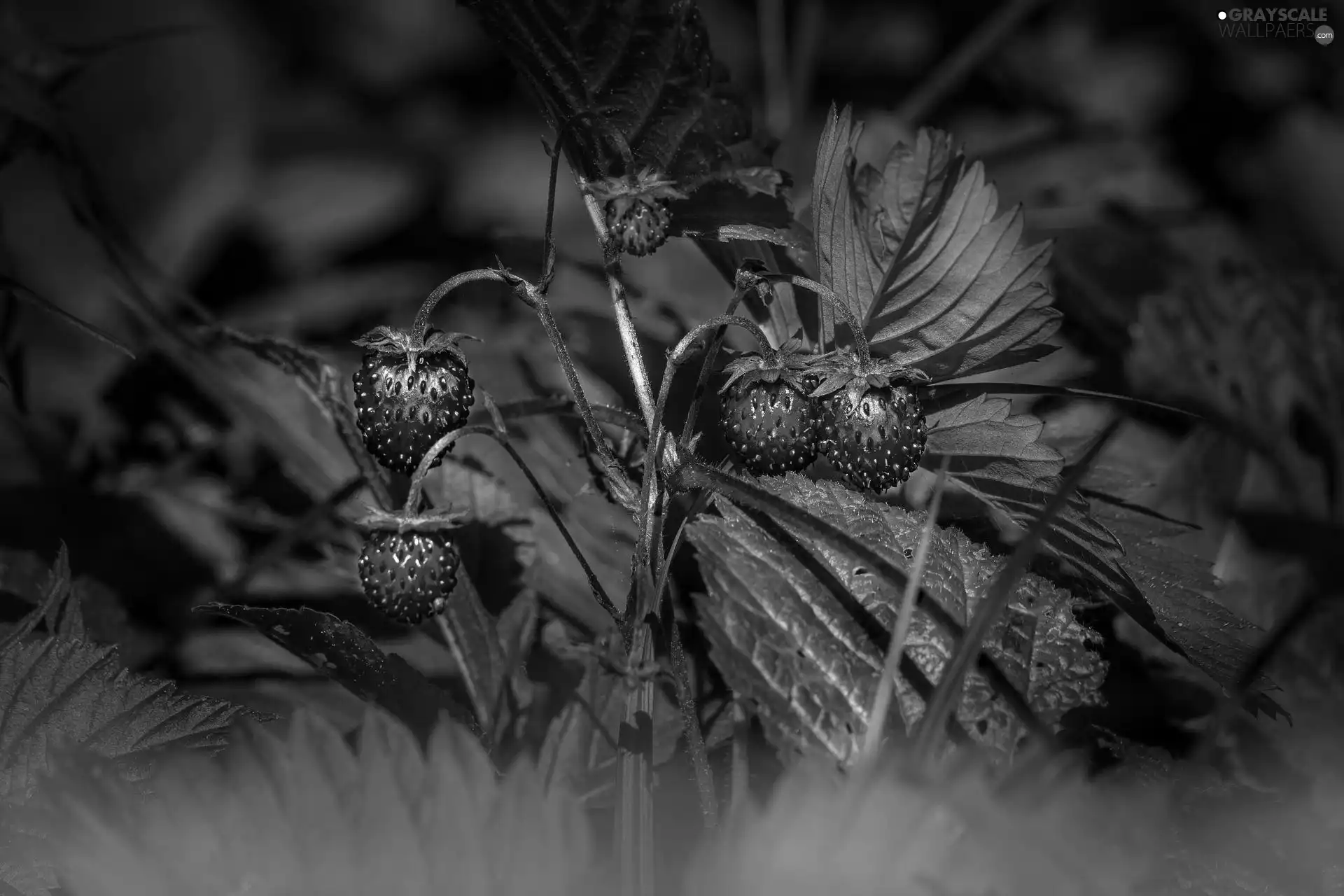 Fruits, Strawberries