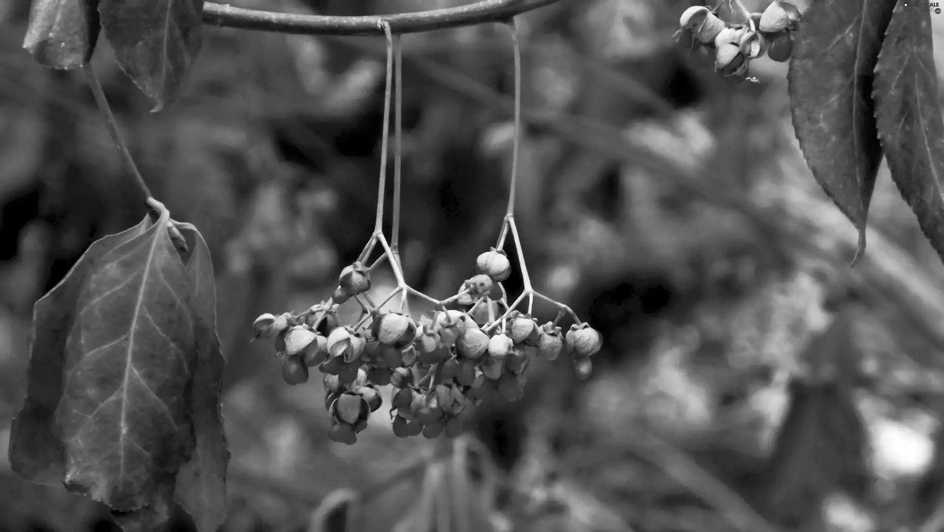 Fruits, Trzebielina, trees, Leaf, Plants