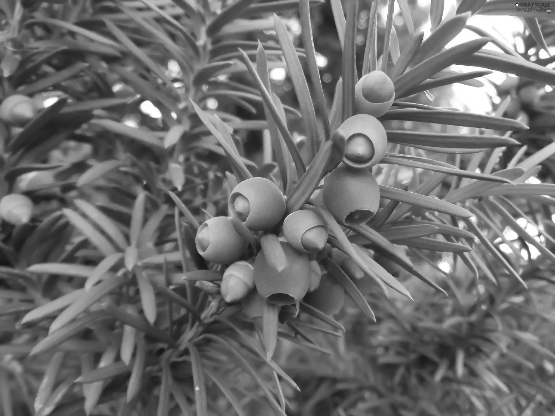 Fruits, twig, Yew