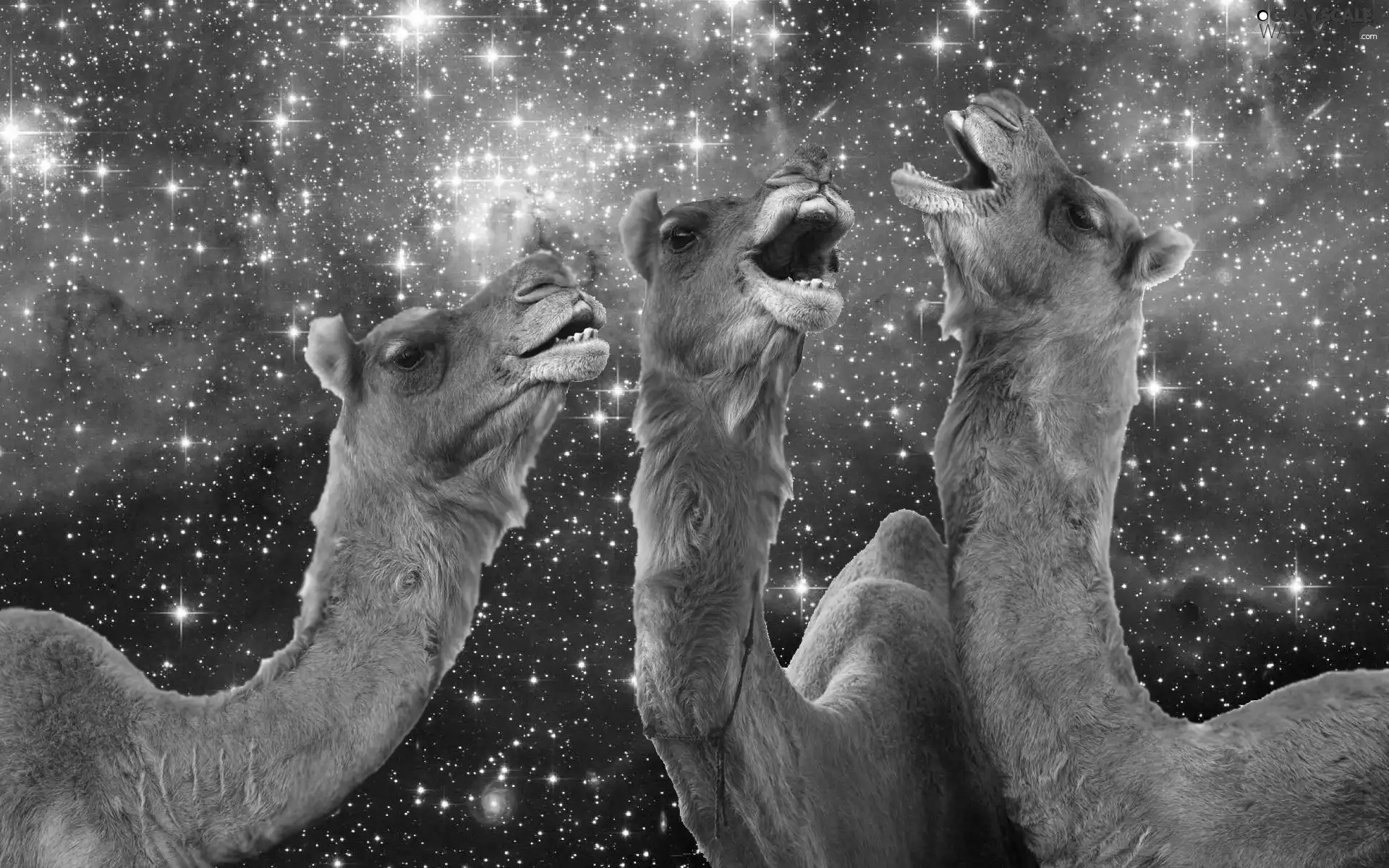 full, Stars, Camels, Sky, Three