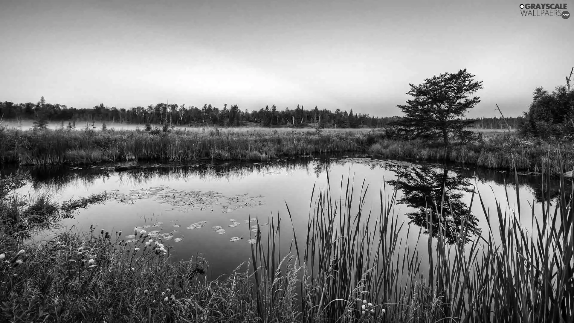 Fumes, mists, lake, forest, Meadow