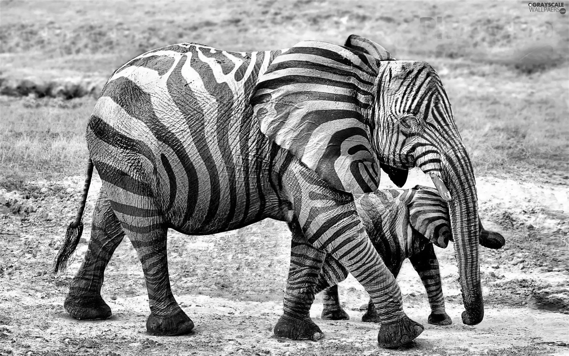 Funny, Elephants, Bodypainting