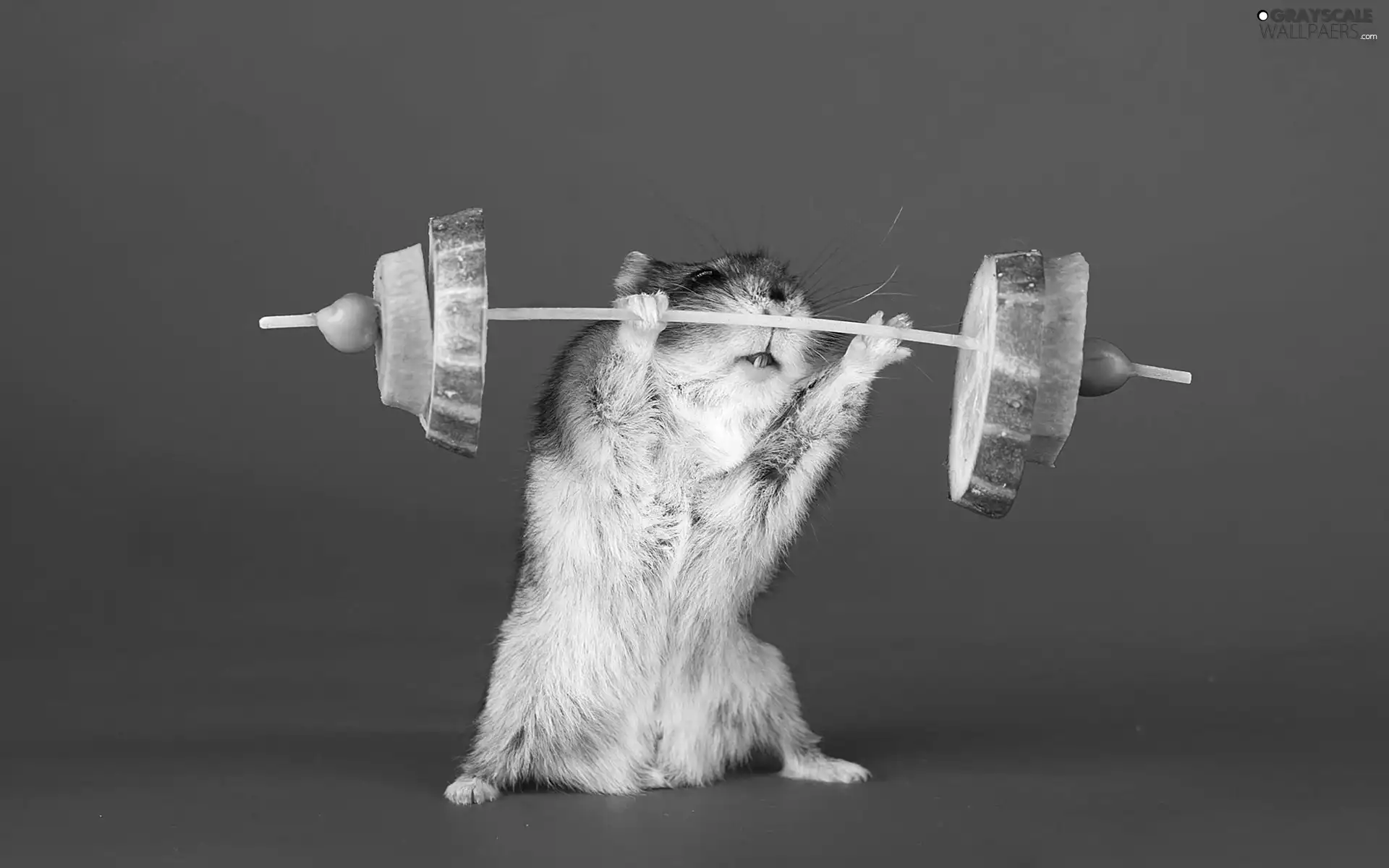 hamster, Funny