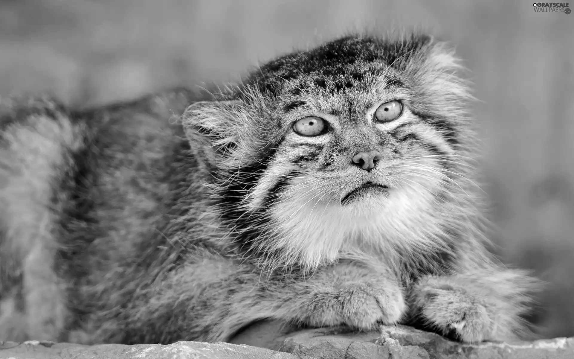 Fur, Manul, Drapieżnik