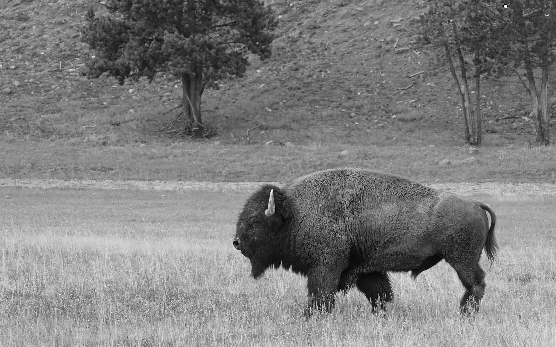 Fur, Bison, horns