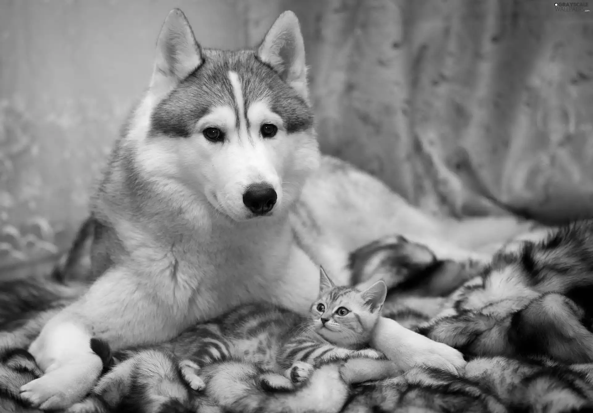 Siberian Husky, cat, Fur