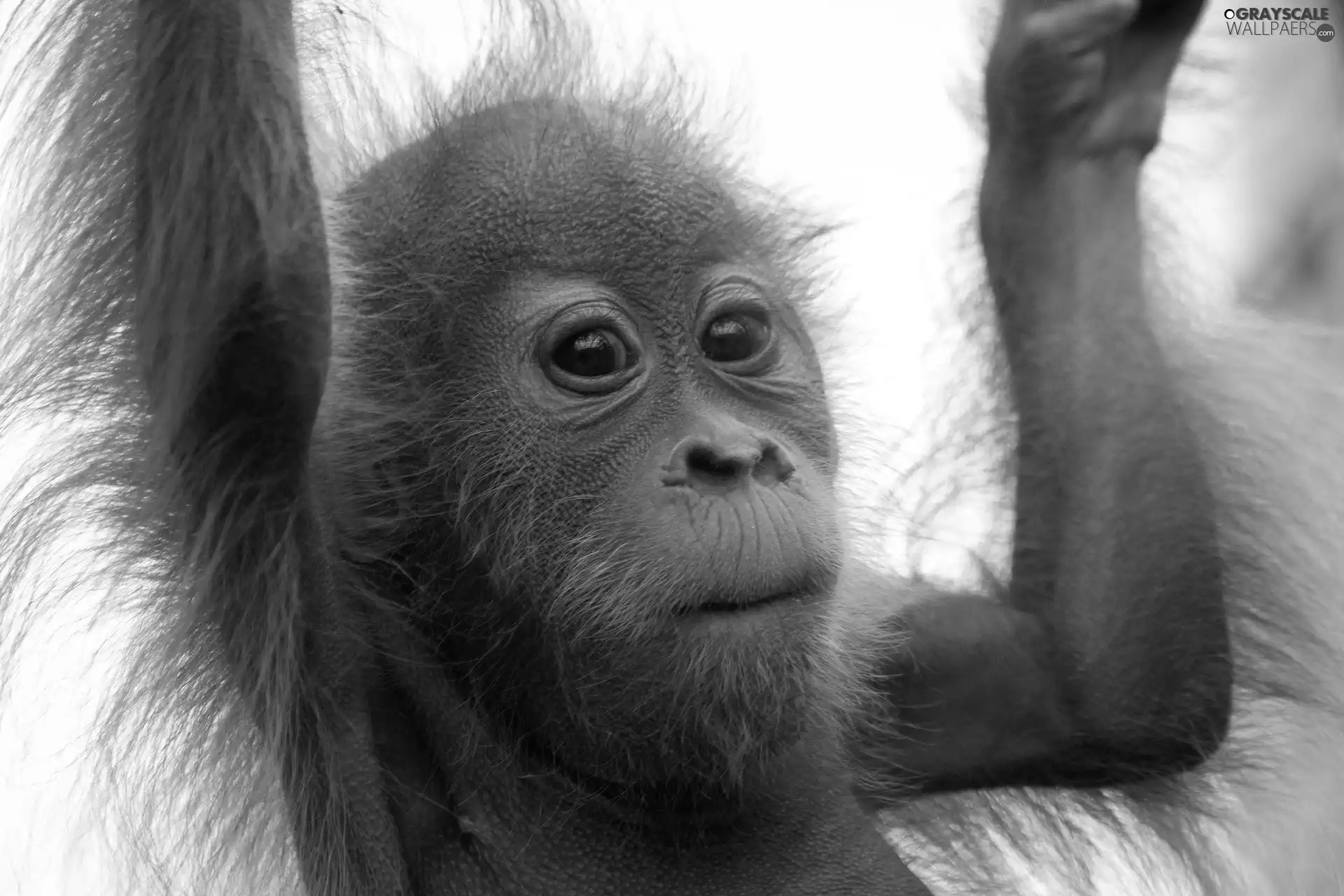 Fur, young, orangutan