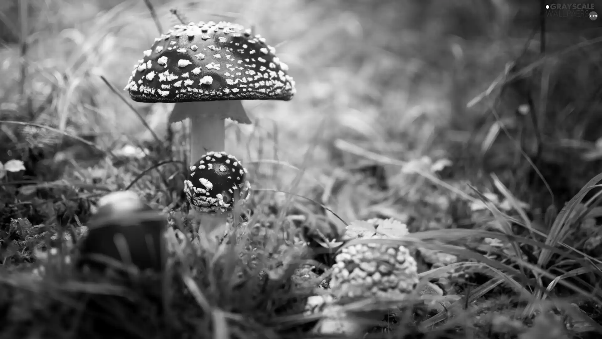 Moss, mushrooms, fuzzy, background, grass, toadstools