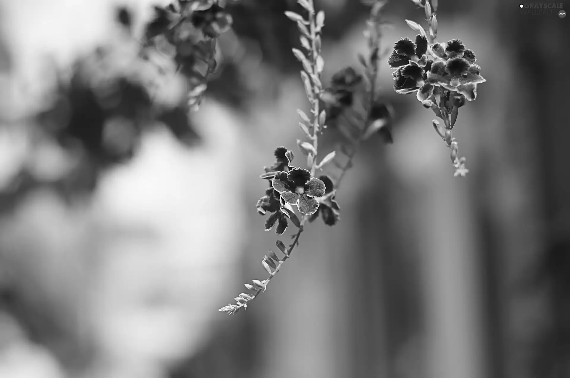 fuzzy, background, Flowers, Durant, purple