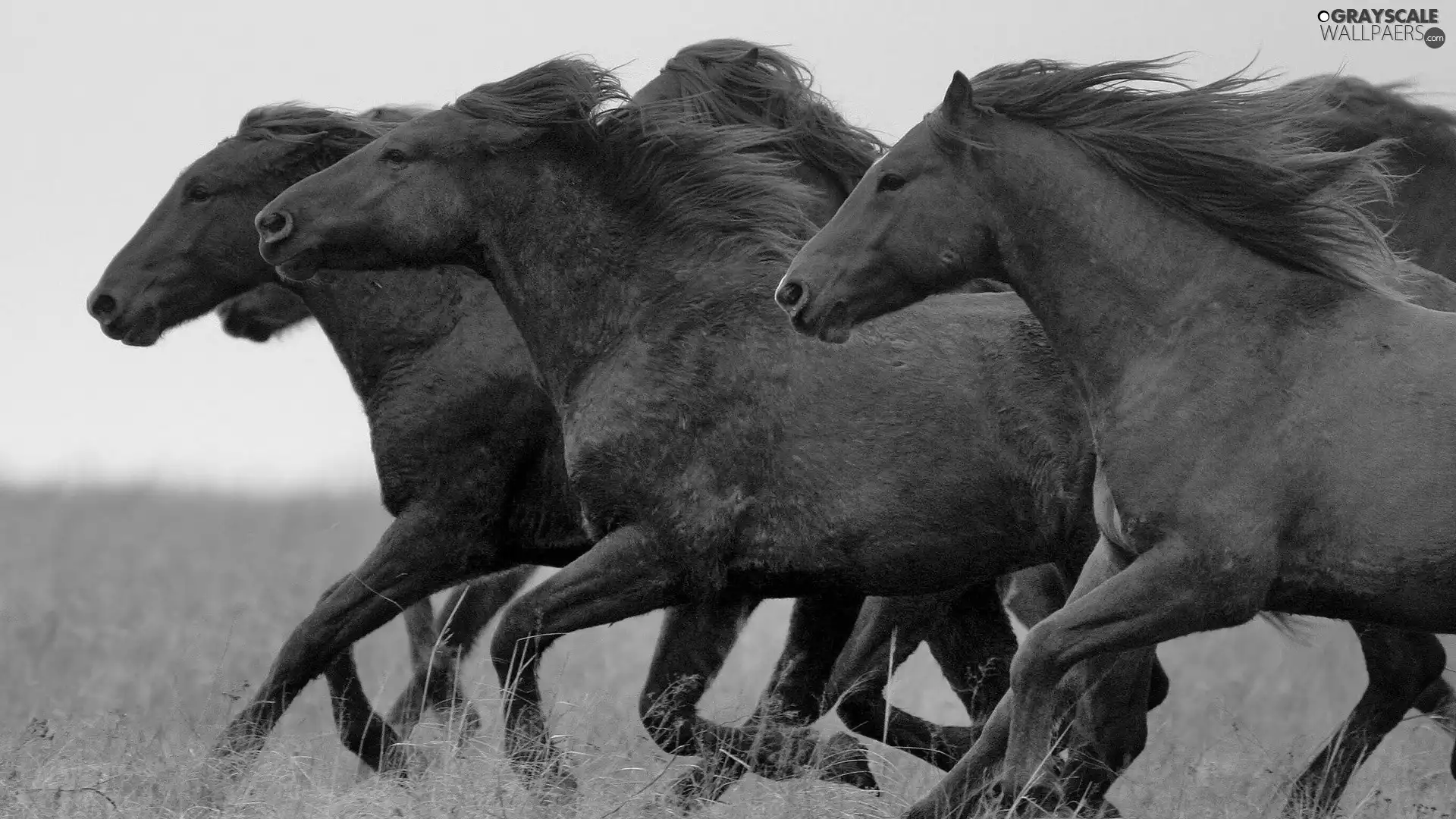 herd, horses, gallop, Bronze