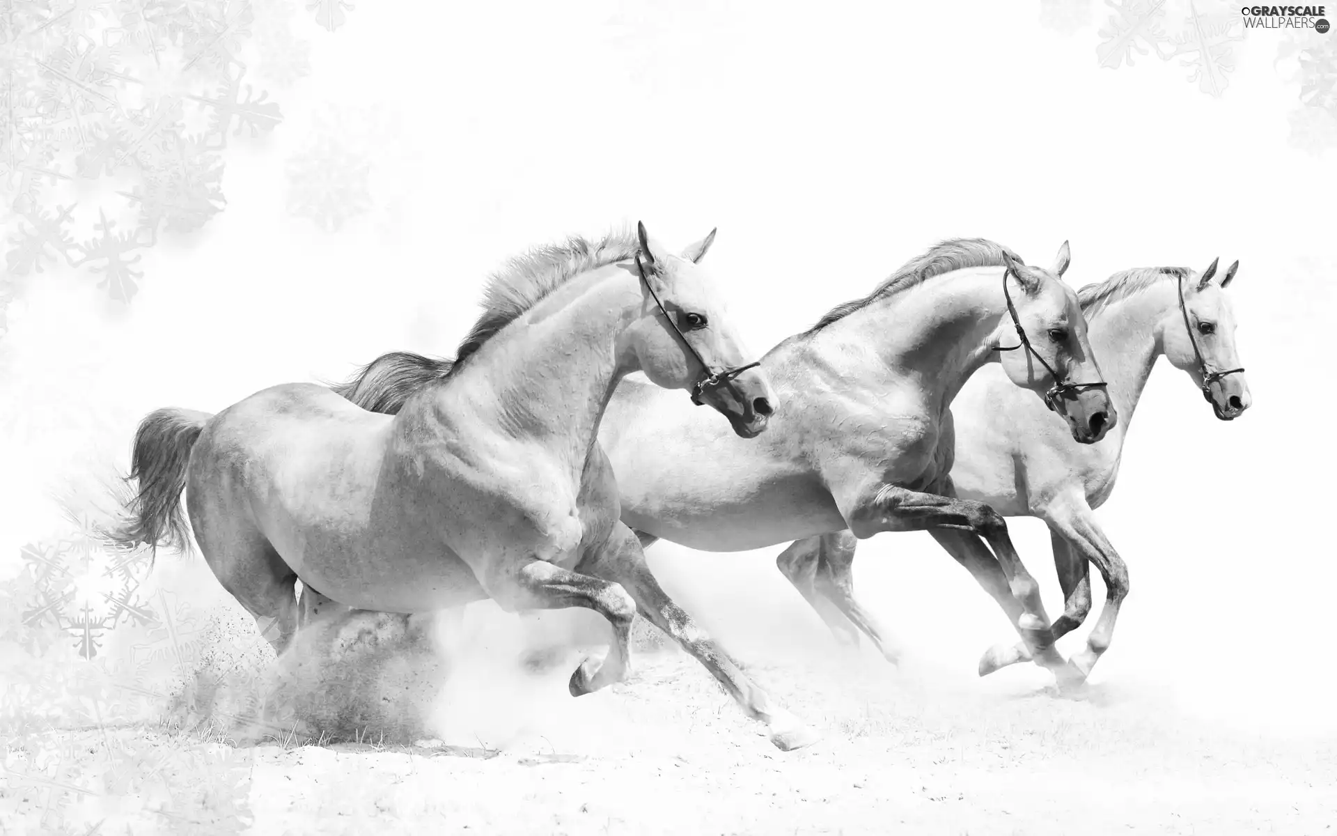 Three, bloodstock, gallop, White