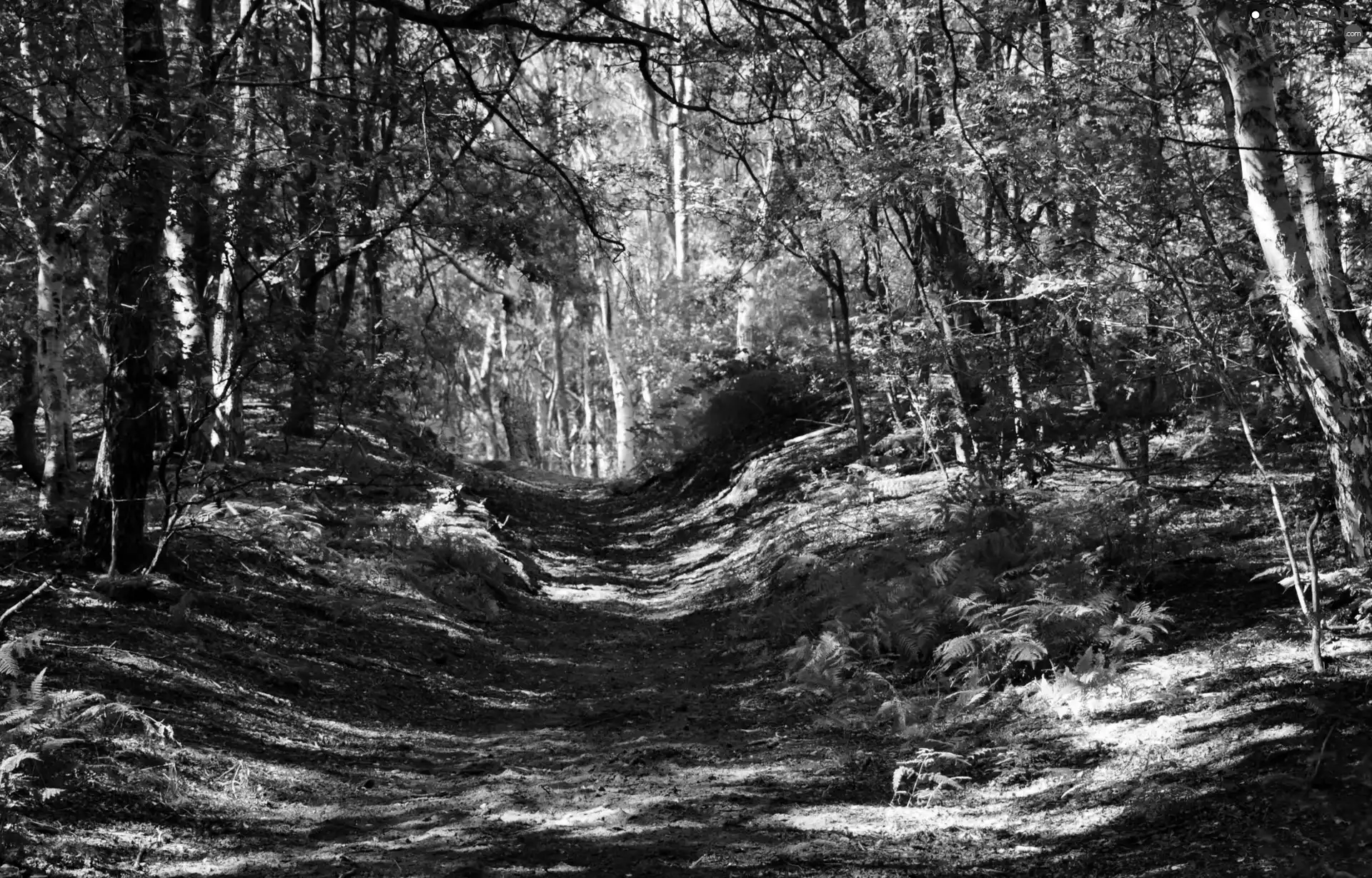 game, shadows, trees, viewes, forest