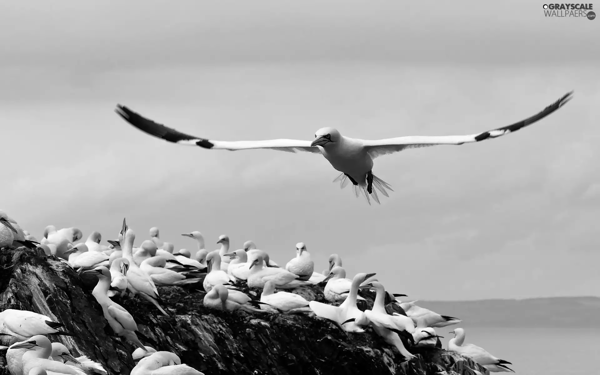gannets