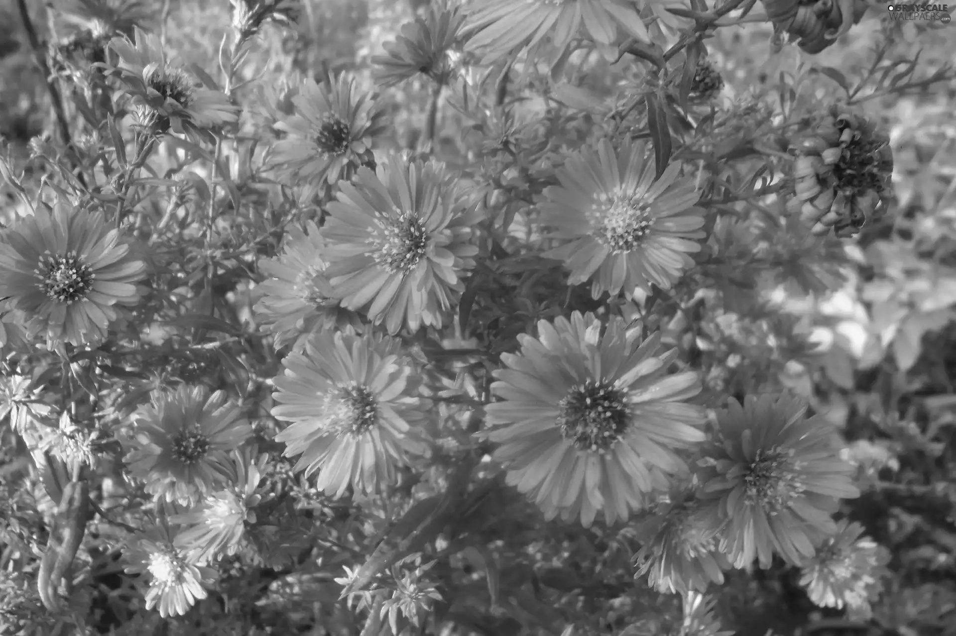 Garden, purple, Astra