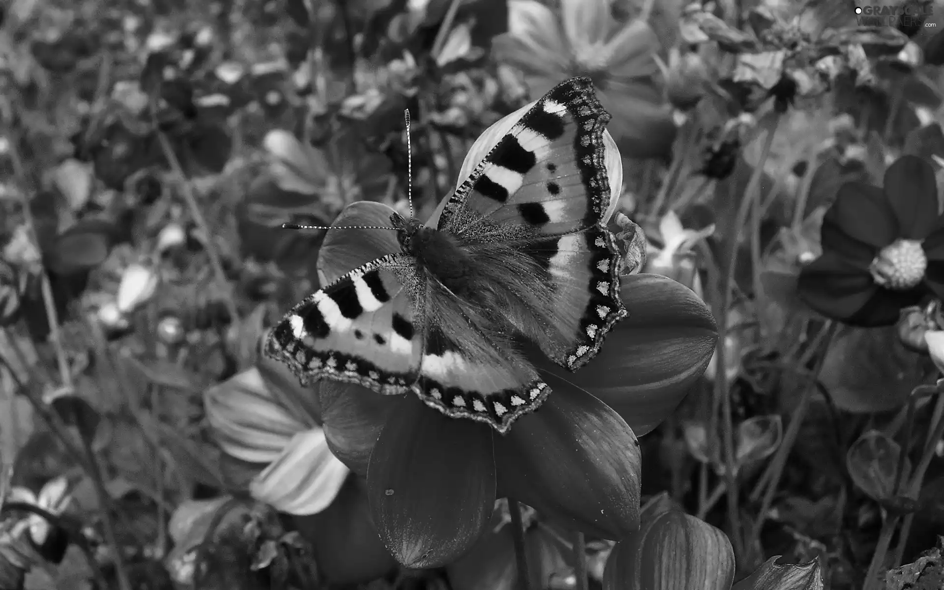 Beatyfull, Flowers, Garden, butterfly