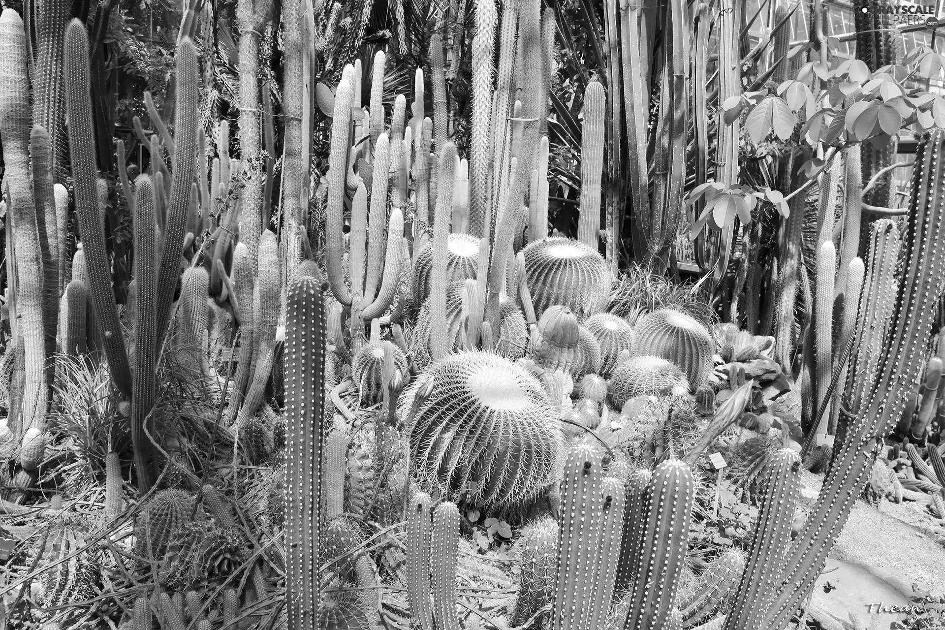 Cactus, botanical garden