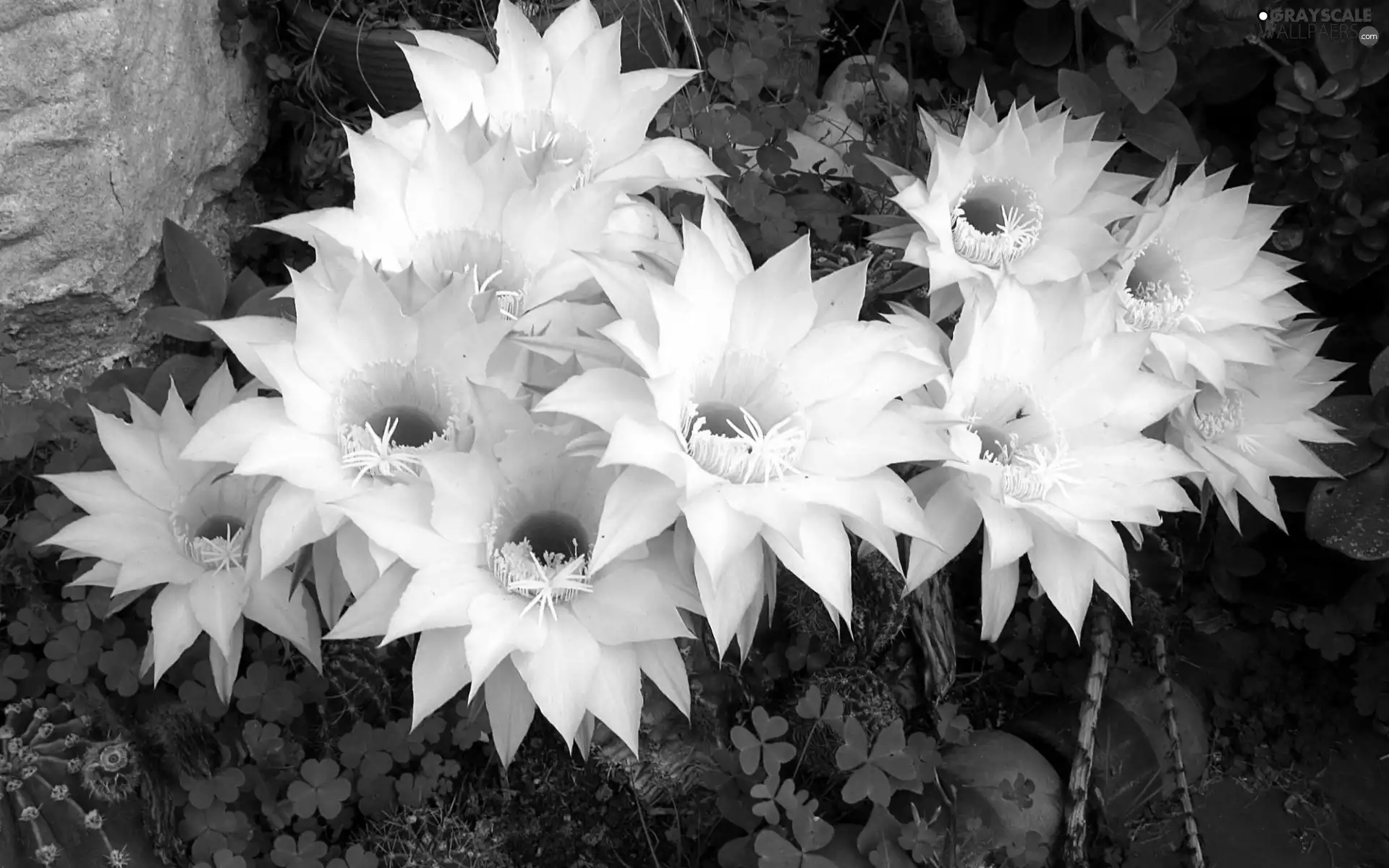 Garden, flourishing, Cactus