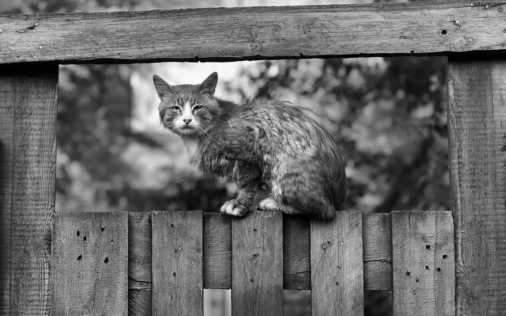 cat, fence, Garden, an