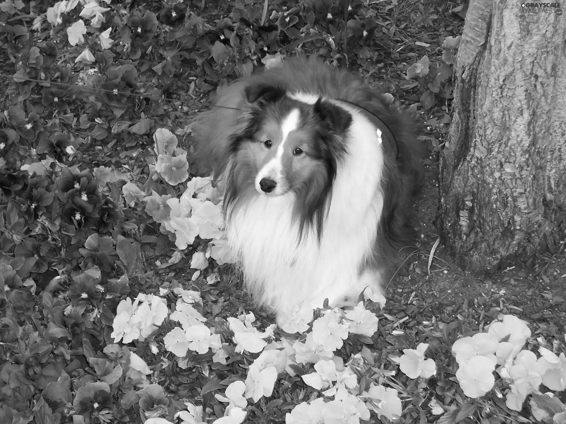 Flowers, Collie rough, Garden