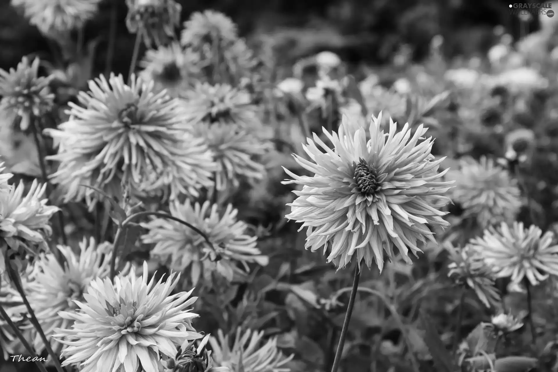 Garden, Pink, dahlias