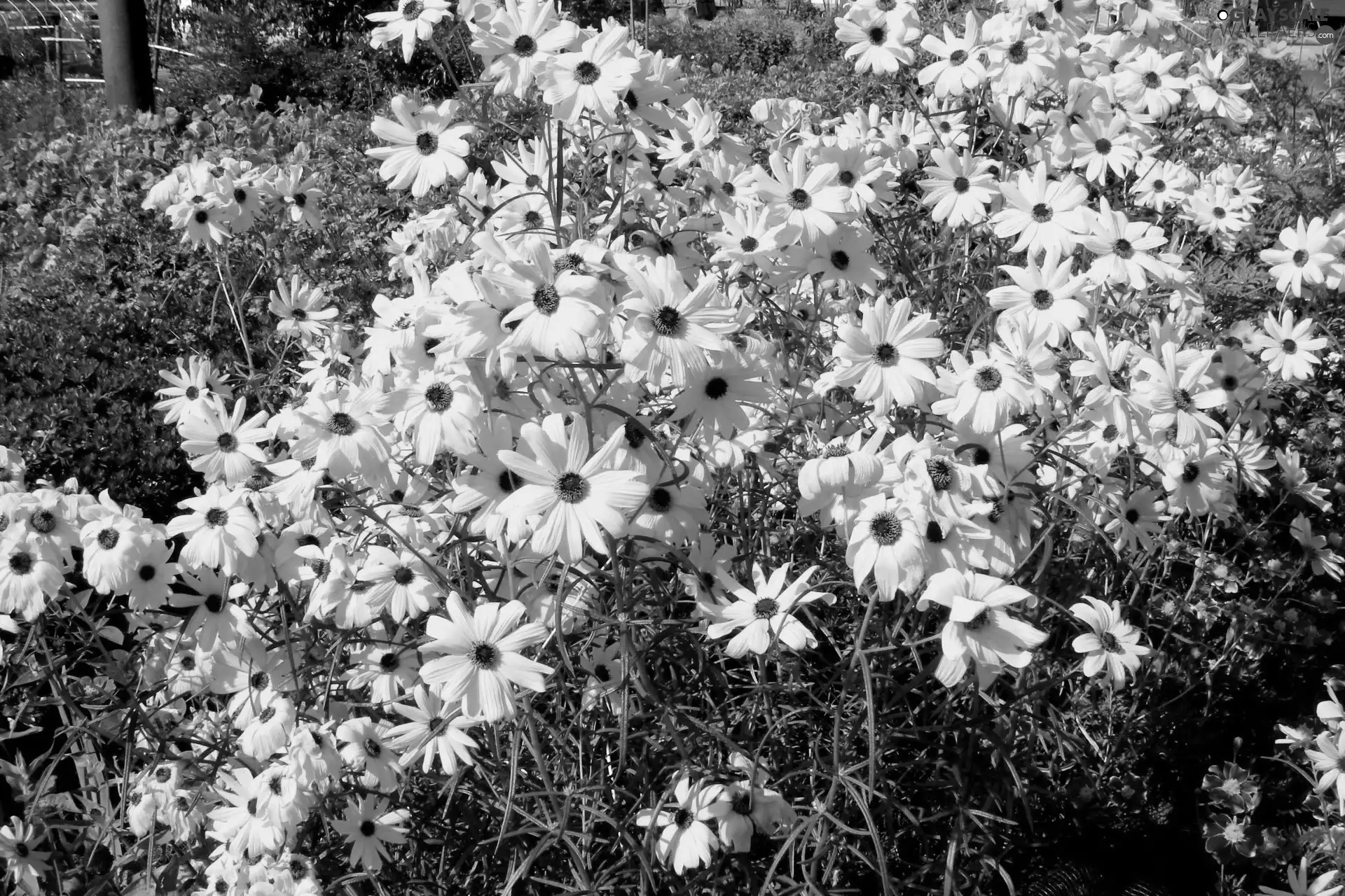 Garden, Yellow, daisy