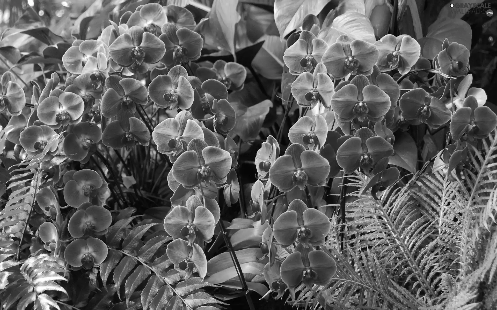 Garden, orchids, fern