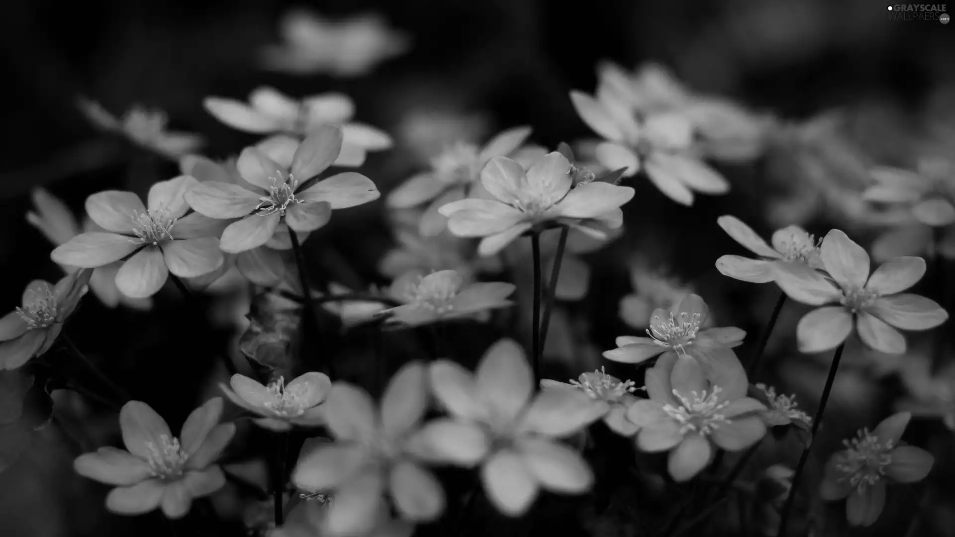 Garden, Blue, flowers