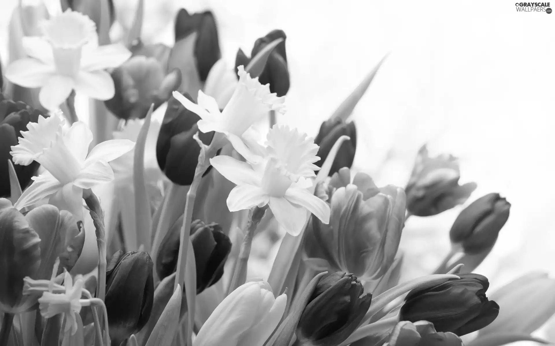 Garden, Spring, Flowers