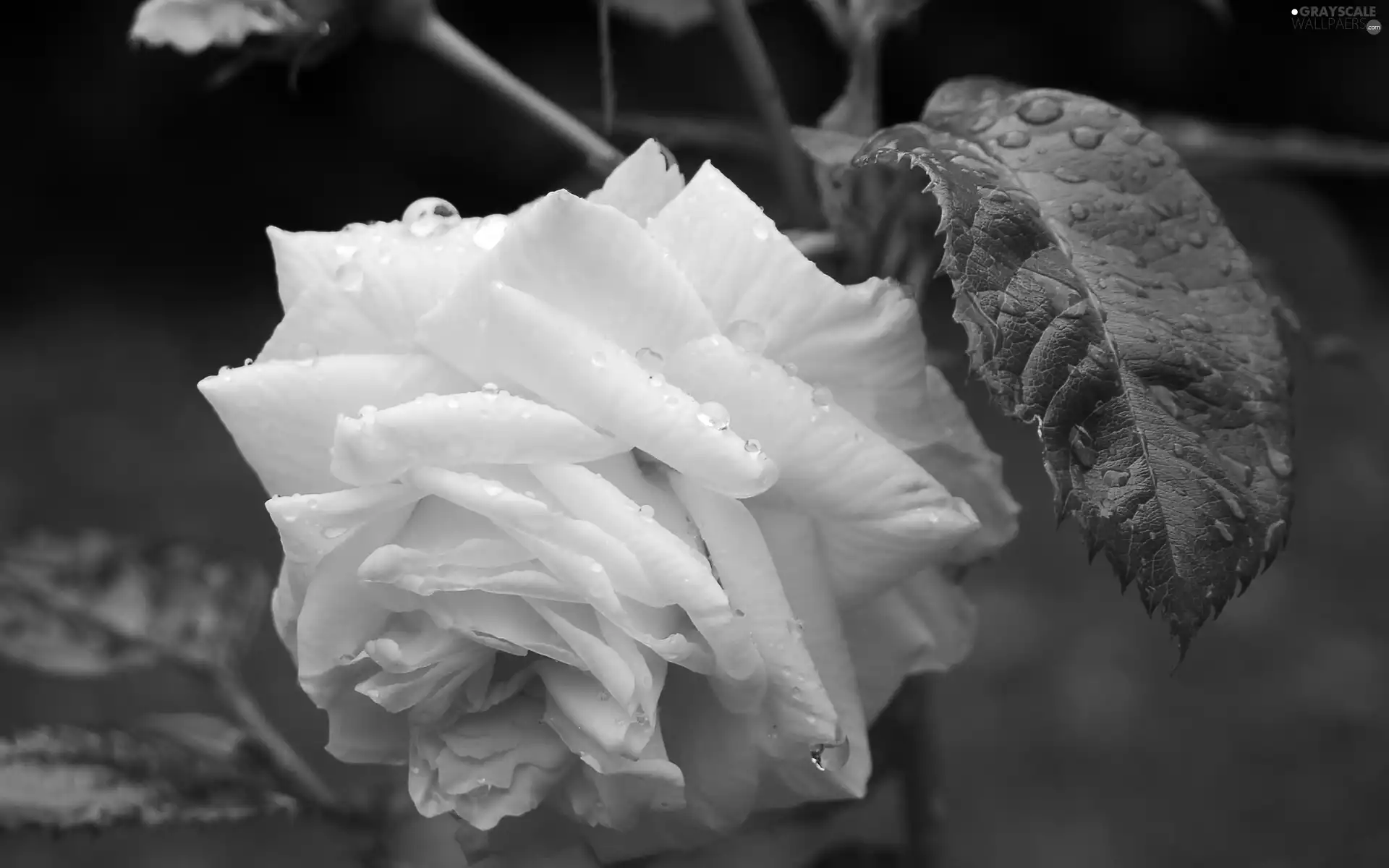 Yellow Honda, drops, Garden, rose