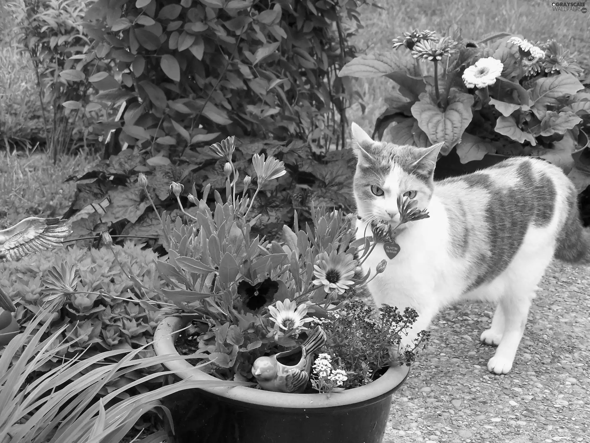 kitten, Garden