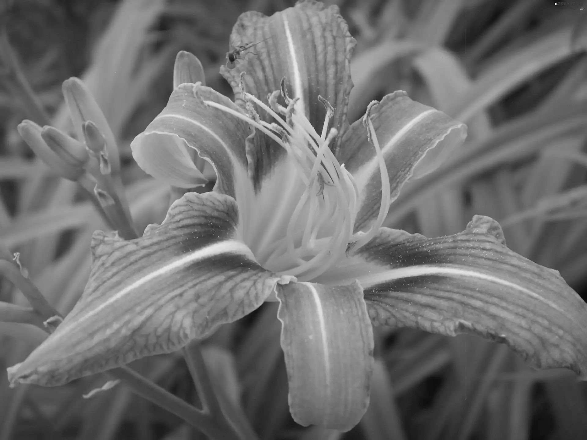 lily, garden