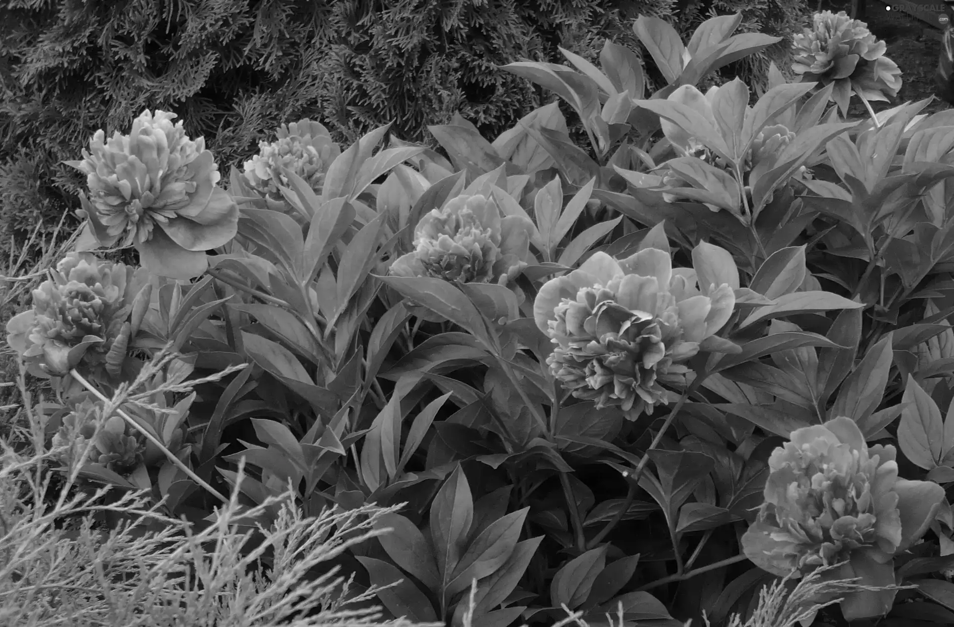 Garden, Pink, Peonies