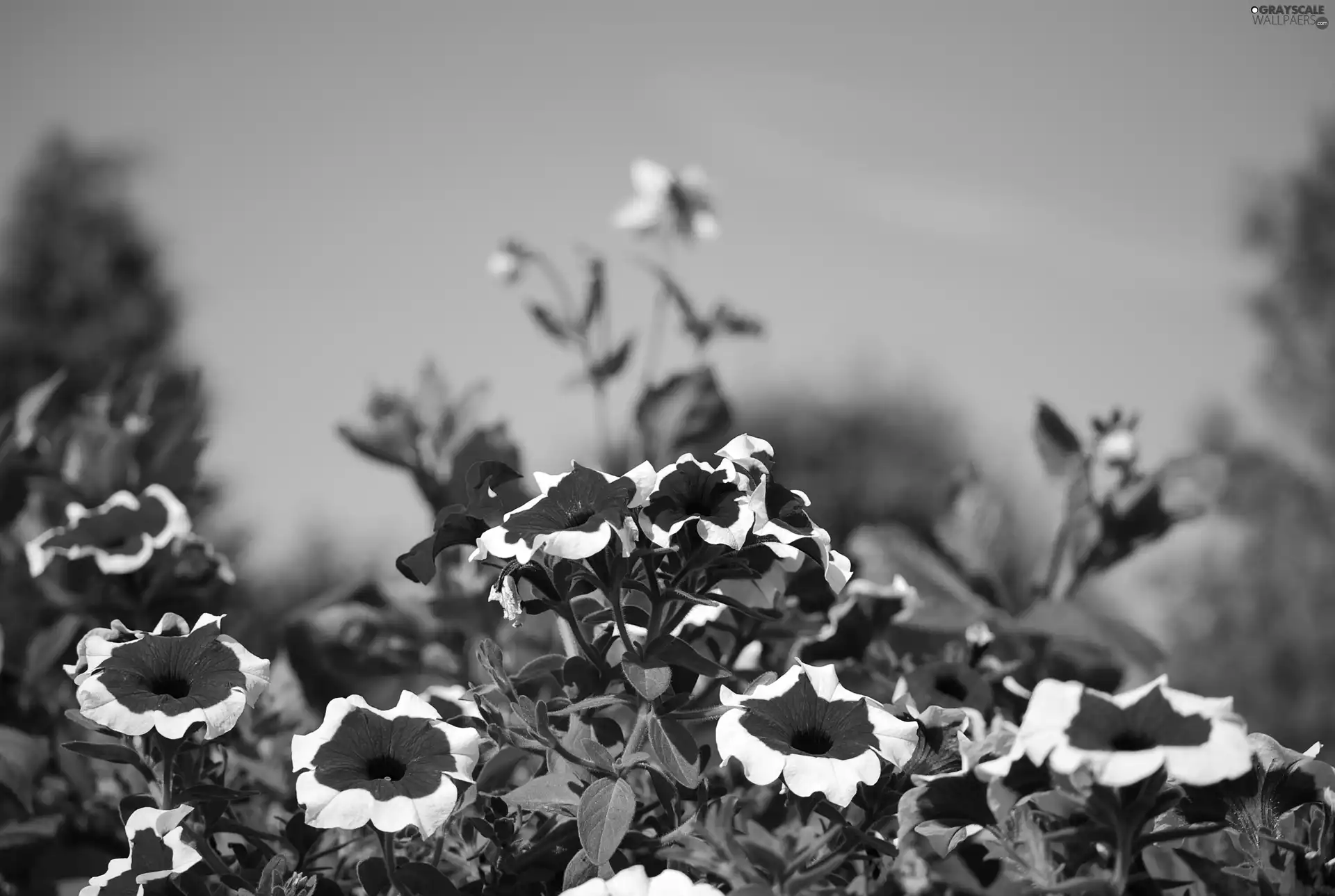petunia, Garden